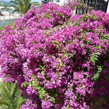 Hotel Osiris Ibiza Sant Antoni de Portmany